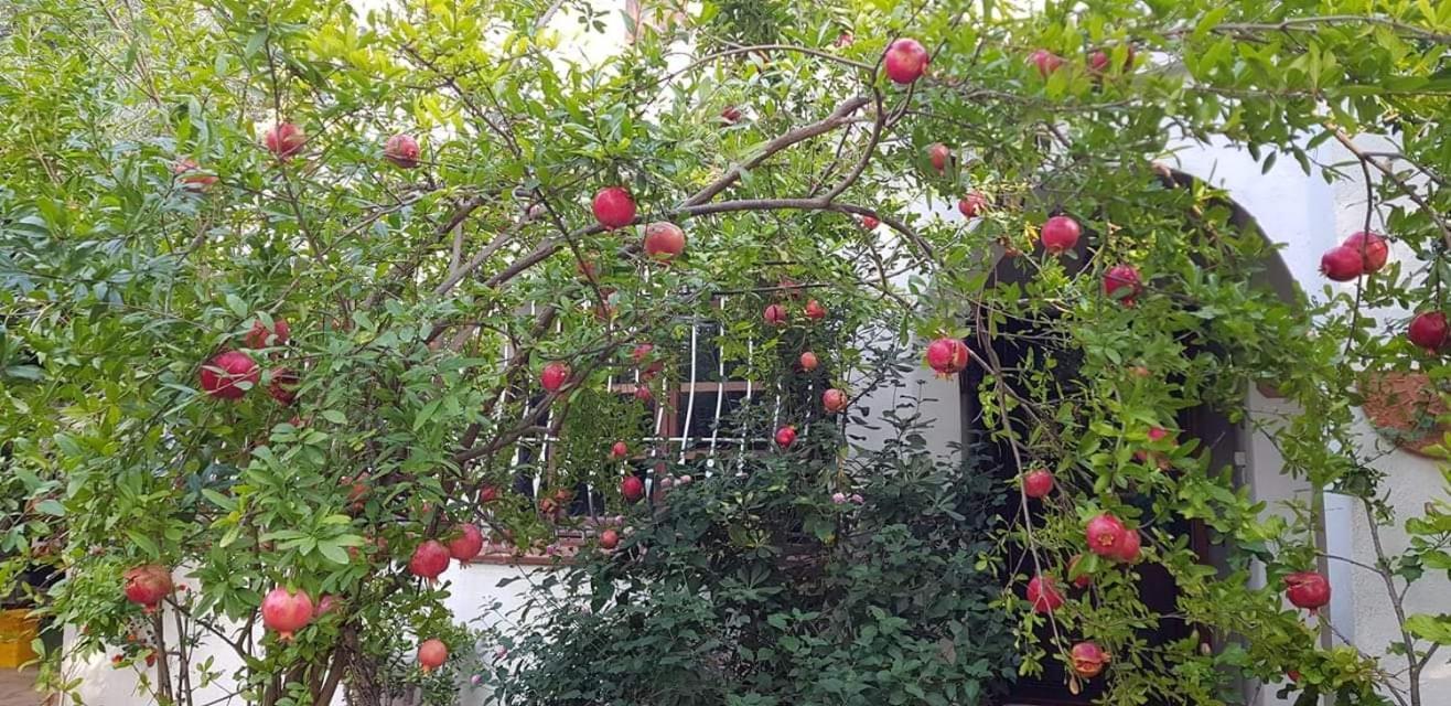 Il Giardino Di Frafa Appartement Quartu SantʼElena Buitenkant foto
